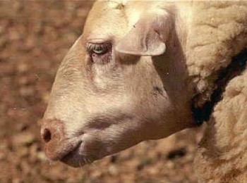 Mallorca detecta serotipo 3 de Lengua Azul y activa la vacunación obligatoria