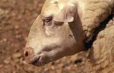 Mallorca detecta serotipo 3 de Lengua Azul y activa la vacunación obligatoria