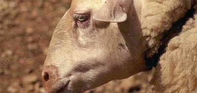 Mallorca detecta serotipo 3 de Lengua Azul y activa la vacunación obligatoria