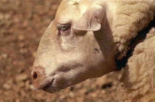 Detectan nuevos focos de lengua azul en Murcia y Córdoba en la última semana