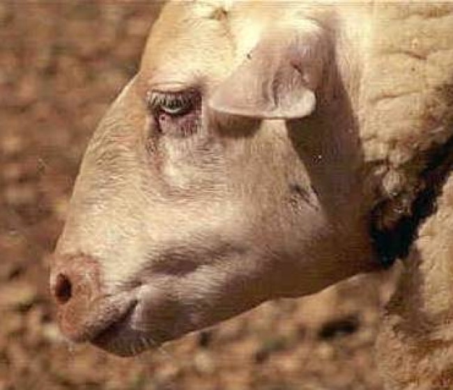 Detectados nuevos focos de lengua azul en Ciudad Real, Cáceres, Salamanca y Granada