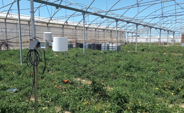 Evaluación del uso de nitratos y mejora de la eficiencia en el cultivo de tomate de industria