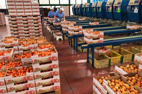 COAG denuncia un fraude fiscal de 71,1 millones de euros en importaciones de tomate marroquí y exige medidas a la UE