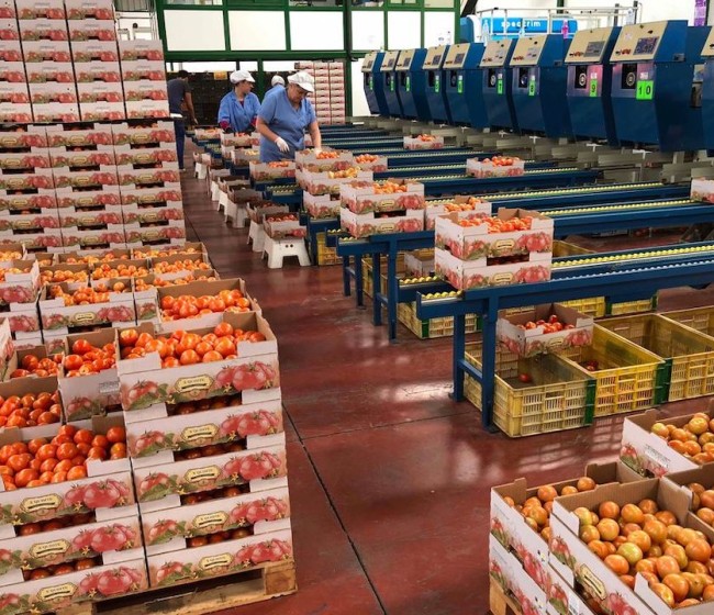 El superávit comercial alimentario español sube un 1,8% hasta julio, con 12.054 millones