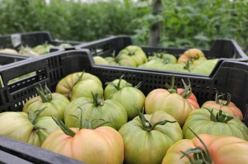 Apag Extremadura Asaja y Agryca rechazan los costes medios y defienden un precio justo para el tomate