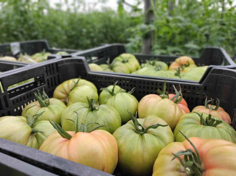 Apag Extremadura Asaja y Agryca rechazan los costes medios y defienden un precio justo para el tomate