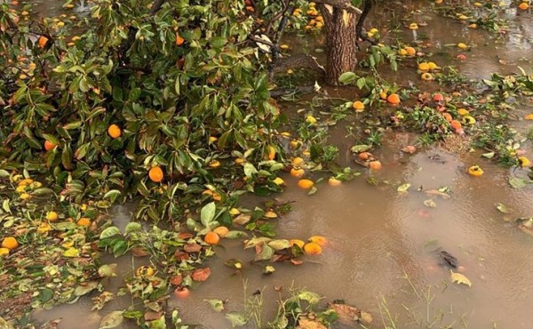 Agricultura invierte más de 4,5 millones de euros en la recuperación de Pedralba tras la DANA