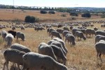 La CE celebra la primera reunión sobre ganadería dentro del programa «Visión para la Agricultura y la Alimentación»
