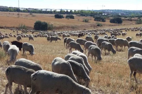 Findmy llega a España con una tecnología de geolocalización para optimizar la gestión ganadera