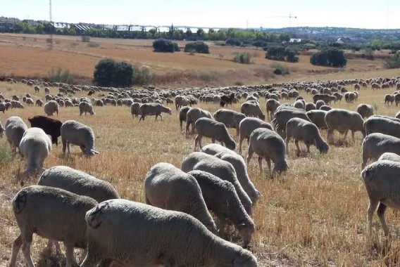 La CE celebra la primera reunión sobre ganadería dentro del programa «Visión para la Agricultura y la Alimentación»