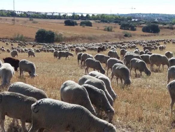 La CE celebra la primera reunión sobre ganadería dentro del programa «Visión para la Agricultura y la Alimentación»