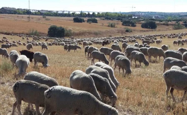La CE celebra la primera reunión sobre ganadería dentro del programa «Visión para la Agricultura y la Alimentación»