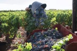 La vendimia arranca en Almería con previsión de un 15% más de producción y uvas de gran calidad