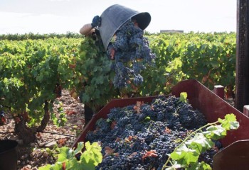 La vendimia arranca en Almería con previsión de un 15% más de producción y uvas de gran calidad