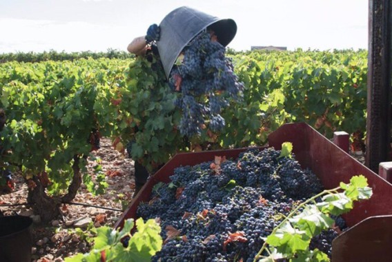 La vendimia arranca en Almería con previsión de un 15% más de producción y uvas de gran calidad