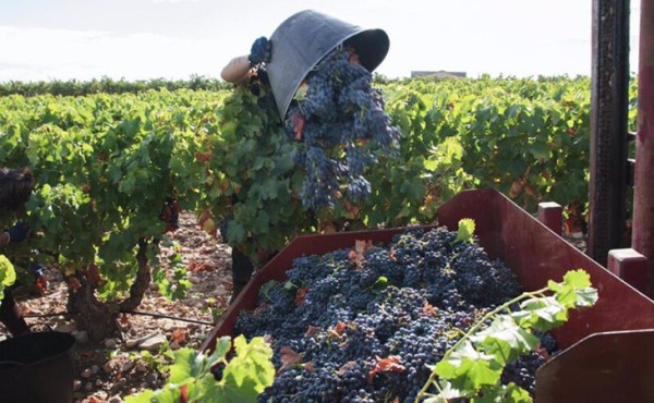 El 63% de las bodegas españolas no logran completar sus plantillas para la época de vendimia