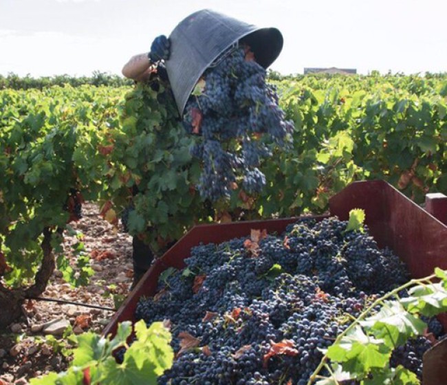 El 63% de las bodegas españolas no logran completar sus plantillas para la época de vendimia