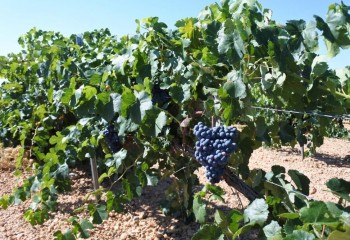 Aumenta la producción de vino (+9,7%) y se reducen un 2,4% las existencias finales