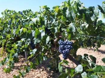 UPA Granada prevé un aumento en la producción de vino pese a la falta de mano de obra
