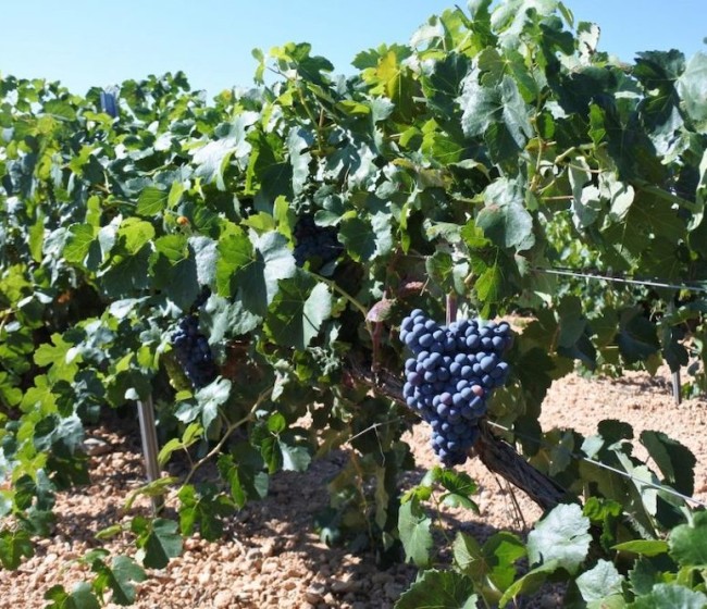 UPA Granada prevé un aumento en la producción de vino pese a la falta de mano de obra