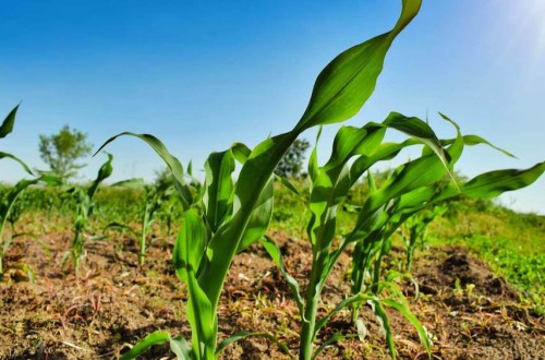 Castilla-La Mancha lanza 80 millones en ayudas Focal para modernizar el sector agroalimentario