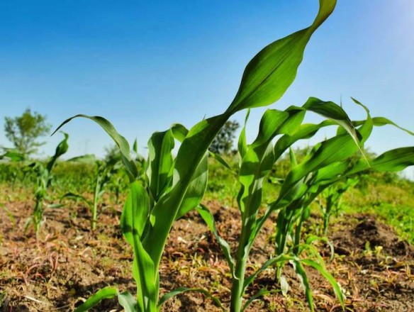 El valor de la producción agrícola de la UE desciende un 0,9% en 2024