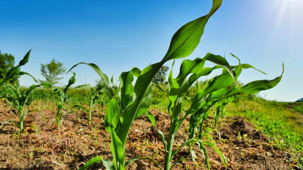 Castilla-La Mancha lanza 80 millones en ayudas Focal para modernizar el sector agroalimentario