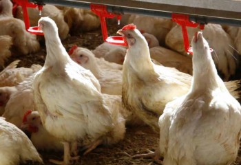 Uso de butirato sódico protegido como antioxidante en la alimentación de broilers
