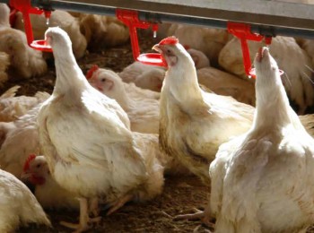 Uso de butirato sódico protegido como antioxidante en la alimentación de broilers
