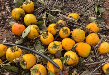 El FEGA publica una lista de 2.374 potenciales beneficiarios de ayudas agrícolas por la dana