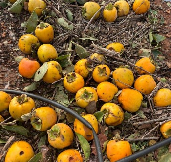 El FEGA publica una lista de 2.374 potenciales beneficiarios de ayudas agrícolas por la dana