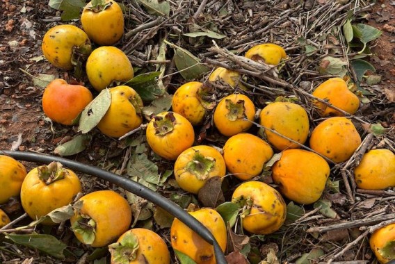 El FEGA publica una lista de 2.374 potenciales beneficiarios de ayudas agrícolas por la dana