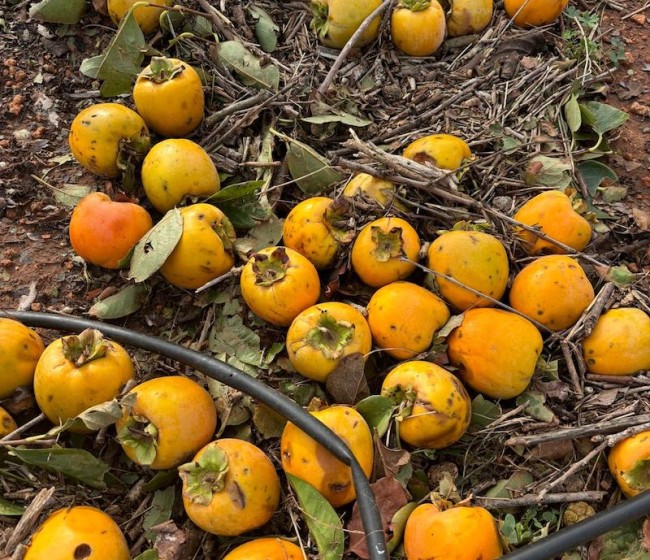 El FEGA publica una lista de 2.374 potenciales beneficiarios de ayudas agrícolas por la dana