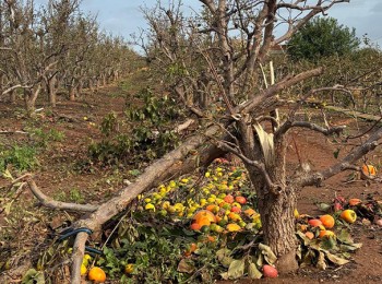 Más del 40% del sector agrario está por recuperarse un año después de dana, según AVA-Asaja