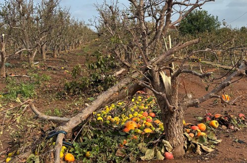 El FEGA publica un nuevo listado de beneficiarios de la ayuda por la DANA que incluye 616 explotaciones agrarias