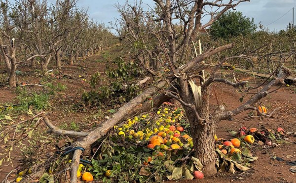 El MAPA concede 76,8 millones en ayudas a agricultores y ganaderos afectados por la DANA