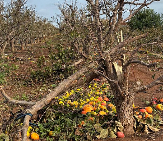 El MAPA concede 76,8 millones en ayudas a agricultores y ganaderos afectados por la DANA