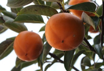 La Unió Llauradora pide que se autoricen más productos fitosanitarios contra las plagas del caqui