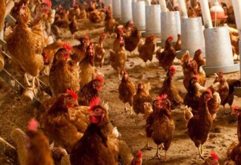 Avicultura de puesta y ‘Dermanyssus gallinae’: Un reto para la producción y la investigación