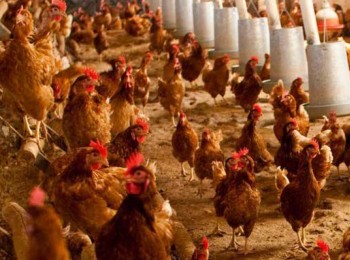 Avicultura de puesta y ‘Dermanyssus gallinae’: Un reto para la producción y la investigación