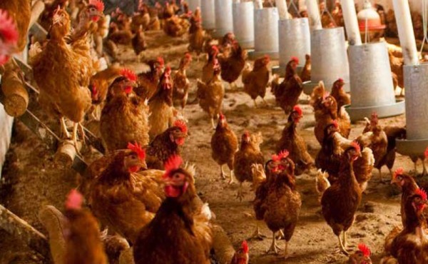 Avicultura de puesta y ‘Dermanyssus gallinae’: Un reto para la producción y la investigación