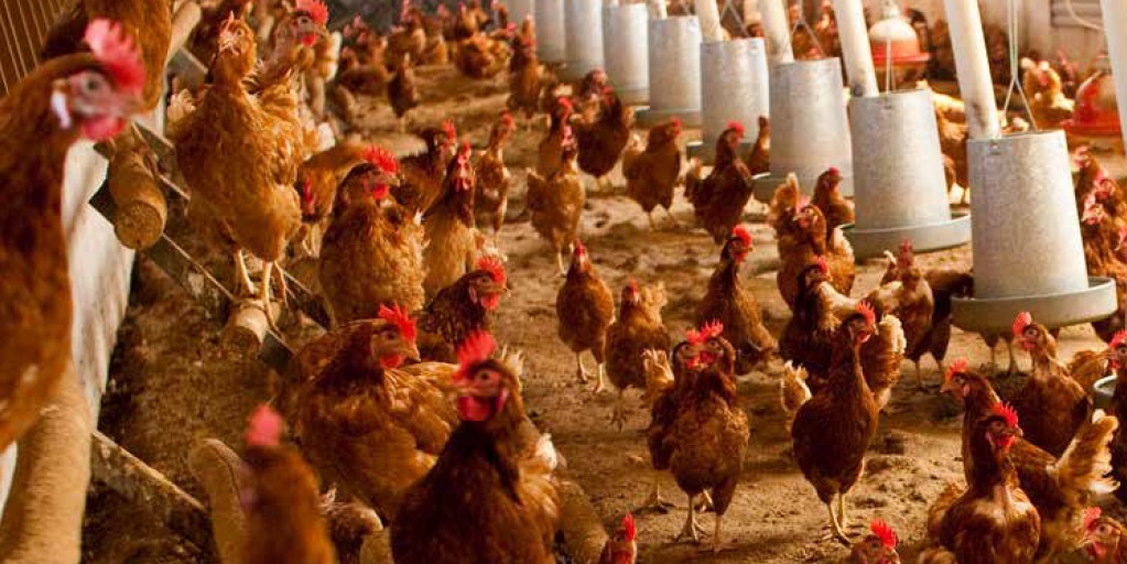 Avicultura de puesta y ‘Dermanyssus gallinae’: Un reto para la producción y la investigación