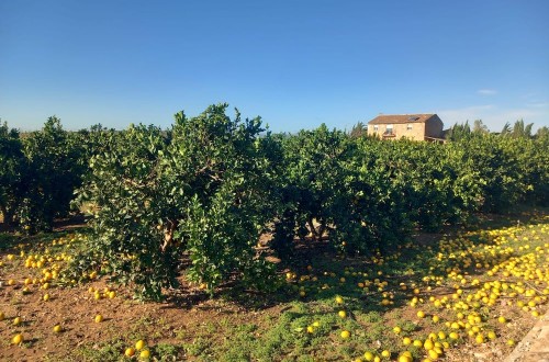 La Unió estima pérdidas de 816 millones por la dana: cítricos, caquis y hortalizas, viveros y plantas ornamentales, los más afectados