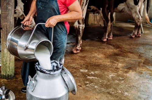 Las entregas de leche en Asturias caen un 2,3% en la campaña 2024/2025 y marcan el volumen más bajo