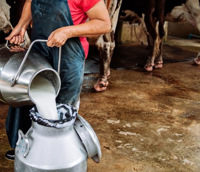 Las entregas de leche en Asturias caen un 2,3% en la campaña 2024/2025 y marcan el volumen más bajo
