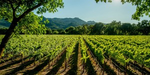 Vitivinicola_viñedo_vino