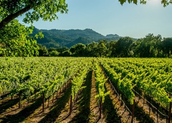 El abono verde en la viticultura mediterránea, las selecciones prácticas de Climed-Fruit