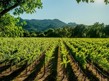 El Gobierno autoriza 914 hectáreas para nuevas plantaciones de viñedo en 2025