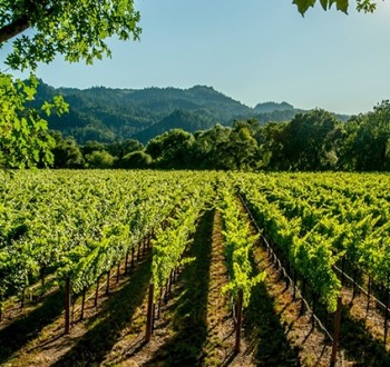 Unión de Uniones critica el Paquete de Vino del MAPA por dejar fuera medidas clave para los viticultores