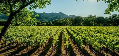 El abono verde en la viticultura mediterránea, las selecciones prácticas de Climed-Fruit